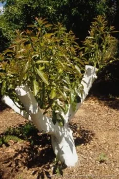 avocado whitewash and topworked