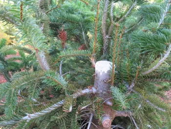 A stump cultured tree with sprouts regrowing.