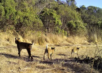 Bobcat and Kittens