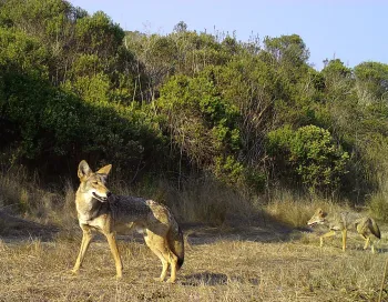 Coyotes - same location, different day