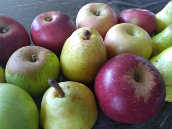 MFP_jams_RethinkRecycling2020 apple