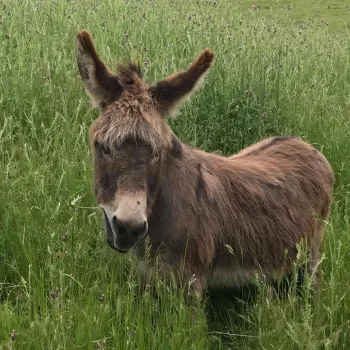 Pippi Enjoying the Green Grass of Spring