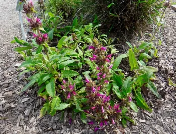 Hummingbird sage, Brent McGhie