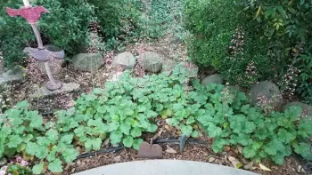 Heuchera, coral bells, J. Alosi