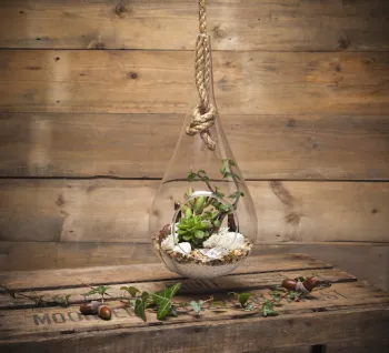 Hanging small glass terrarium against wood background.