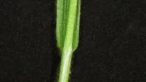 Creeping Bentgrass Collar