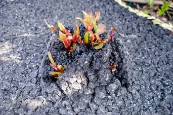 “If it's growing close to your house, there's a potential it could send its rhizomes and break through your foundation,” says Jatinder Aulakh, an assistant weed scientist at the Connecticut Agricultural Experiment Station. Photo from Japanese Knotweed Solutions, Ltd.
