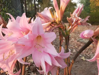 Amaryllis belladonna, Laura Lukes