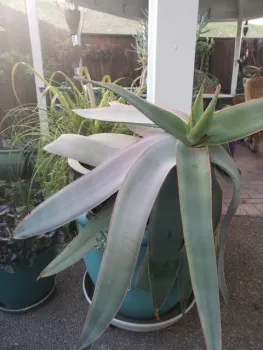 Aloe in original pot on top of a larger container.