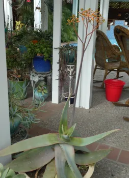 Aloe in bloom.