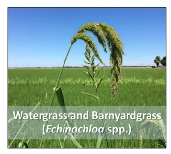 Figure 1. Predominant weeds in the trial were watergrass and barnyardgrass.