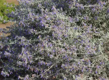 Germander in full bloom