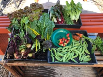 MG Harvest for grow a row 2