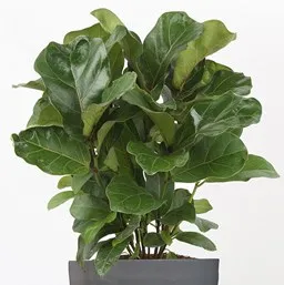 Photo courtesy Costa-Farms-Ficus lyrata 'bambino'