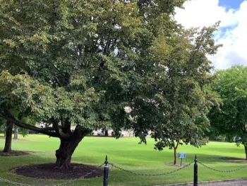 well maintained urban trees cool surrounding area