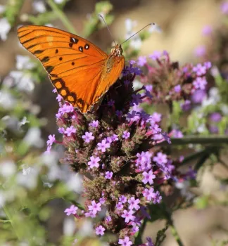 Adult gulf fritillary on verbena