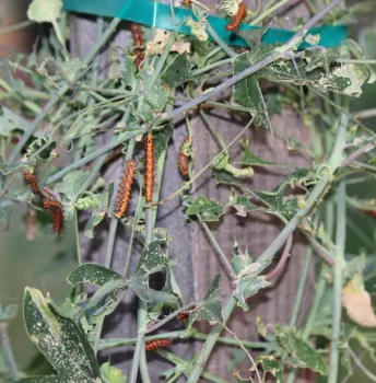 Gulf fritillary caterpillars consuming passion vine leaves
