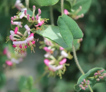 California honeysuckle flowers