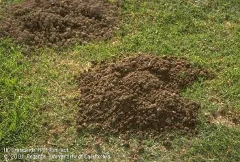 Green lawn with piled up soil from a gopher mound.