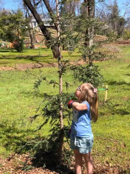 Checking a redwood tree for bugs, Debi Durham