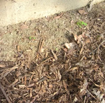 Stop mulch short of a building foundation to leave bare soil for bees