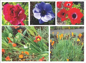 Ranunculus, Anemone, Sparaxis, California Poppy
