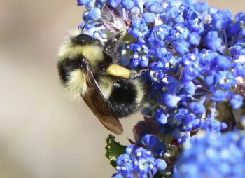 Black-tailed Bumble bee (B. melanopygus) on ceanothus, John Whittlesey