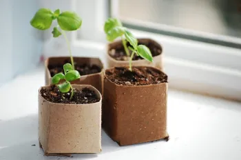 Toilet paper tubes used to grow vegetable seedlings.