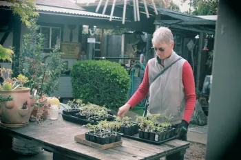A Master Gardener tends her tomato plants on a bench in her backyard.