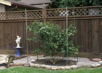 Drip hose in a circle around a small tree, Laura Lukes