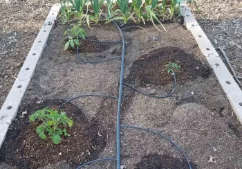 Adjustable bubblers in raised bed, J. Alosi