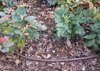 Inline drip emitter line on landscape plants J. Alosi