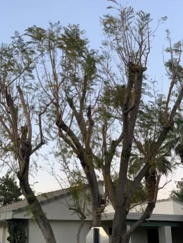 Don't top your trees!