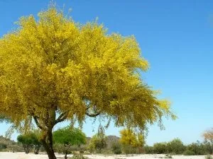 Beautiful Palo Verde in Bloom