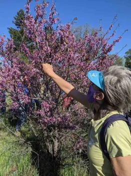 Participants take turns tasting the flowers and harvesting the seed pods of the redbud, Janeva Sorenson
