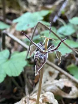 Sarah-Mae Nelson's observation of the California Fetid Adderstongue