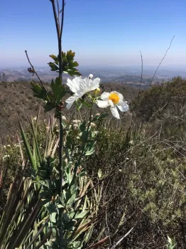 Matilija poppy by CalNat instructor Brett Bell