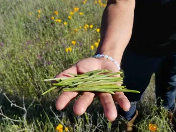 Ali and poppy seed pods, April Mangino