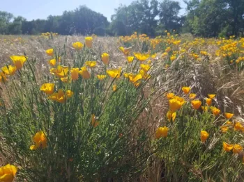 Poppy with flowers and seed pods at Verbena Fields, April Mangino