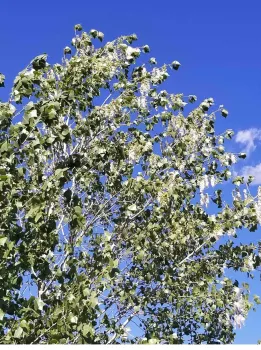 Cottonwwood and seeds pods, April Mangino