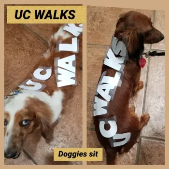 Elia Escalante's dogs won the UC ANR Walks photo contest for fashion.