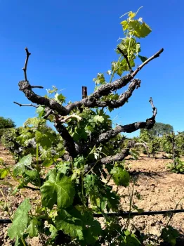 A head trained vine without buds pushing.