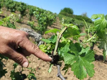 a spur with green tissue