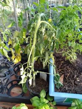 Don't forget to water your tomatoes! Have too many? Share with friends!