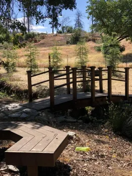 Newly planted redwoods and bridge in Paradise, Debi Durham
