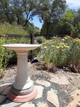 Keep birdbaths clean, Laura Lukes