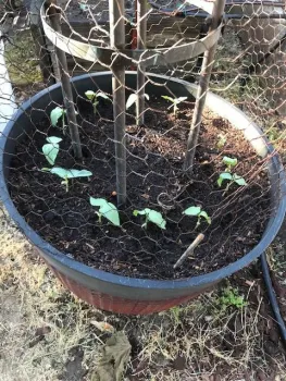 Bird “netting” over bean seedlings made with repurposed chicken wire