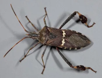 Leaf-Footed Bug