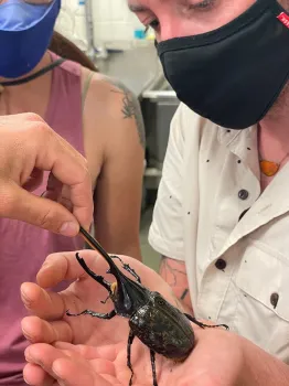 Ash Zemenick (at right, behind mask) admires a hercules beetle at the Albuquerque BUGarium. (Photo by Laura Paul)