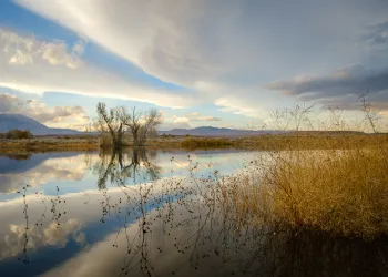 Farmer's Pond, a mitigation project of Los Angeles Department of Water and Power in northern Owens Valley. Bishop, California. November 13, 2020. copy